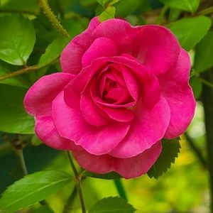 Meet your Posher, Joyce